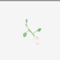Ranunculus low-poly 3D model (12,072 tris)